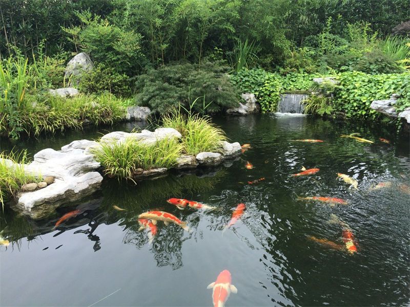 南京锦鲤鱼池